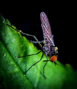 Macro Photography Of Black Mosquito photo