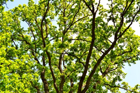 Photo Of Green Leafed Tree photo