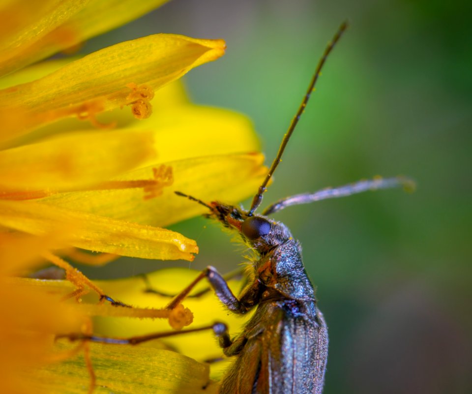 Brown Long-horned Insect On Yellow Petaled Flower