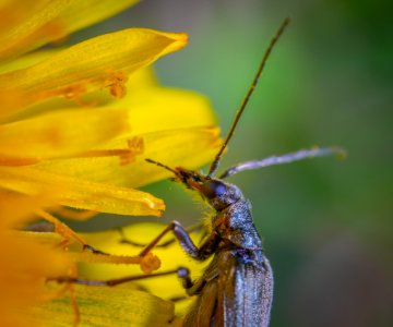 Brown Long-horned Insect On Yellow Petaled Flower