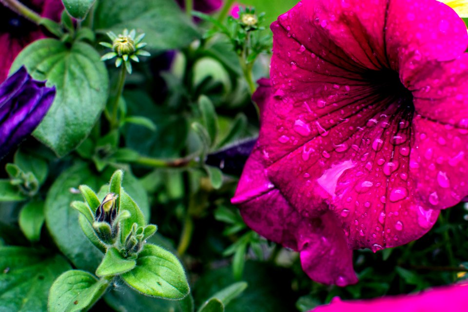 Close-Up Photography Of Petunia Flower