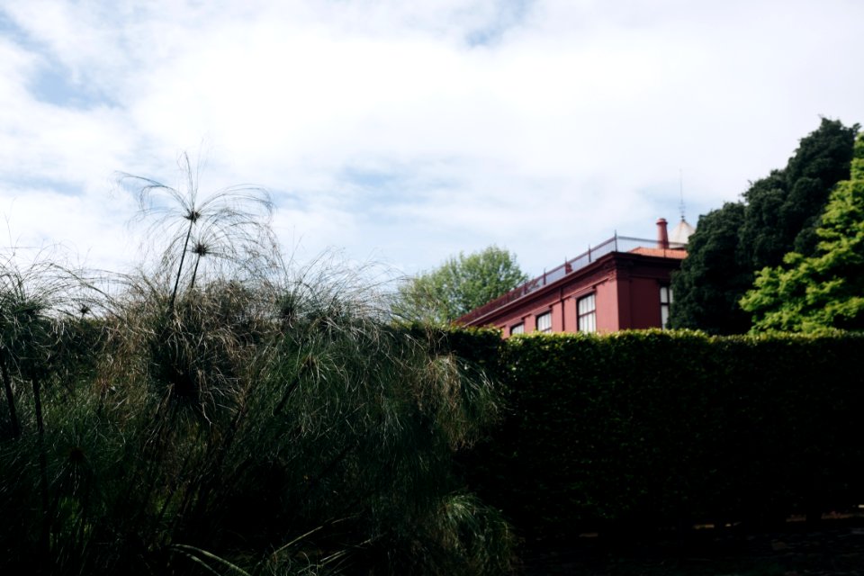 Photo Of Green Grass Plant