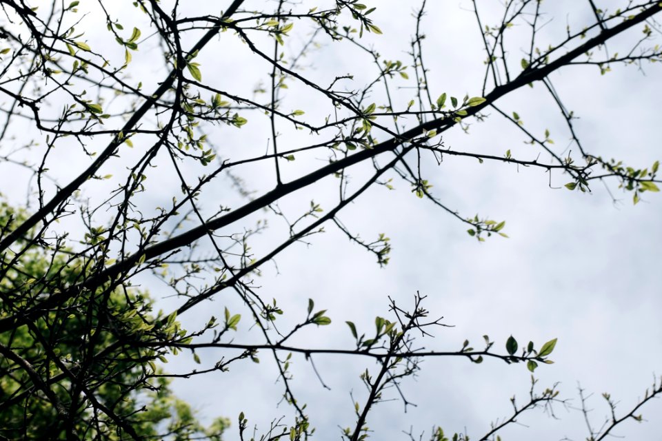 Green Leaf Tree Under White Clouds