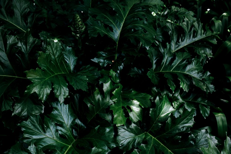 Green Leaf Plant