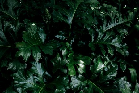 Green Leaf Plant
