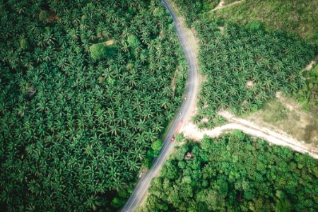 Top View Photography Of Field Of Palm Tree