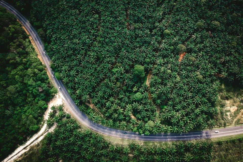 Green Trees