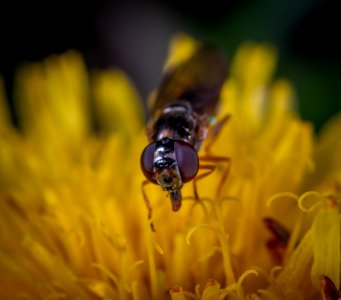 Black Fly On Yellow Petaled Flower