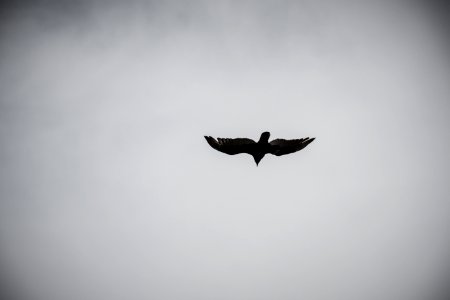 Bird Flying On Sky