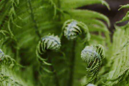 Close-up Photography Of Green Fern Plant photo
