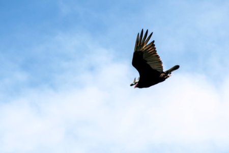 Black And Gray Bird Flying Under White Clouds And Blue Sky