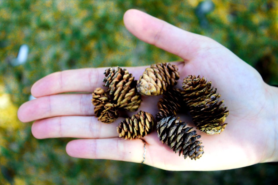 Pine Tree Cons On Persons Palm