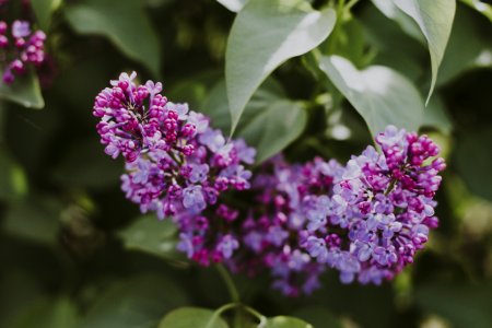Selective Focus Photography Of Purple Lilac Flowers photo
