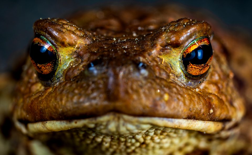 Macro Shot Photo Of A Brown Frog