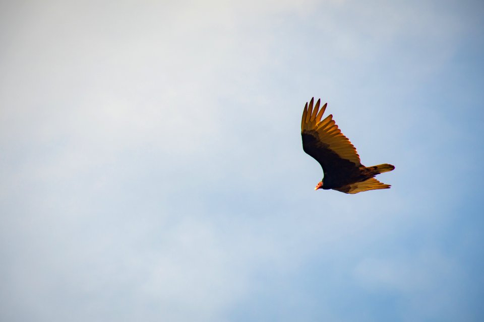 Black And Yellow Bird Flying
