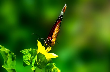 Brown Butterfly Perched On Green Leaf Plant In Closeup Photography photo