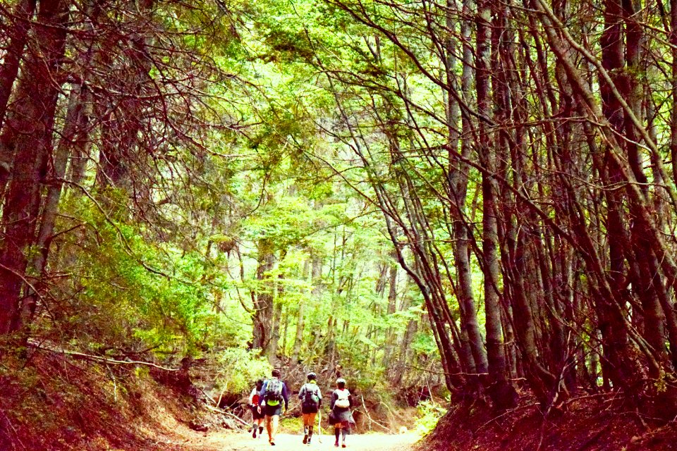 Group Of Four People Walking On Tree Pathway