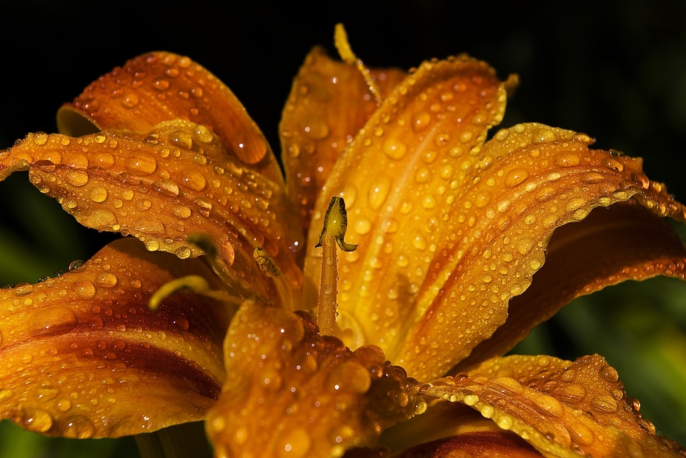 Blossom bloom petal