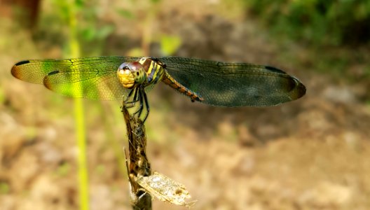 Green Dragonfly Perched On Brown Stem In Closeup Photography photo