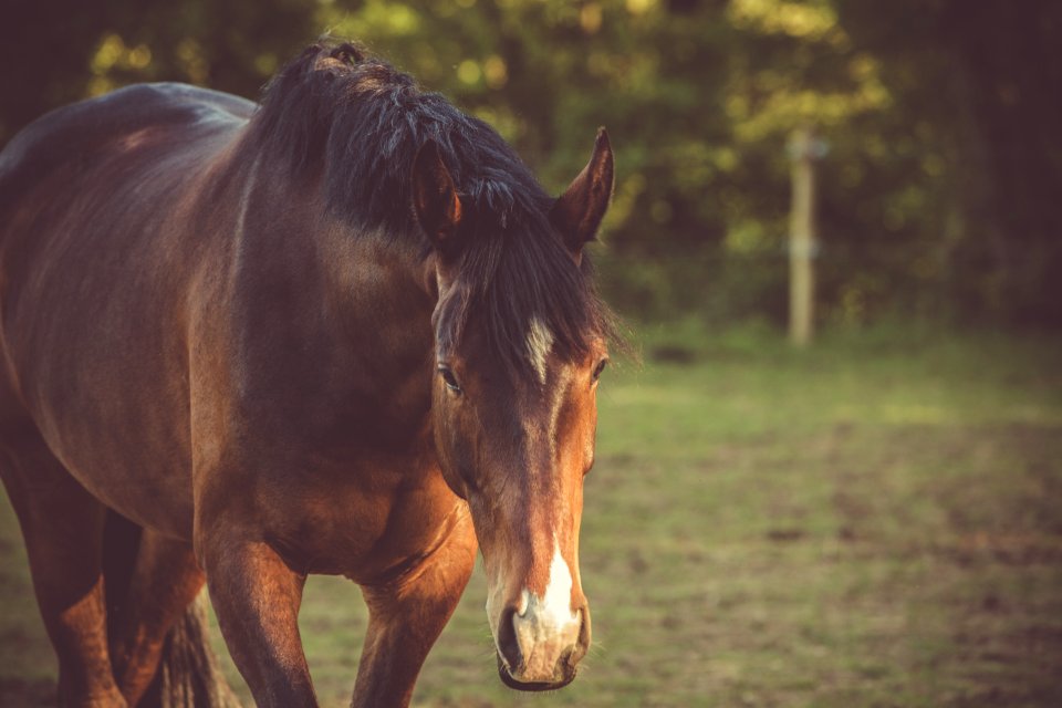 Brown Horse photo