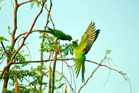 Two Green Parrots photo