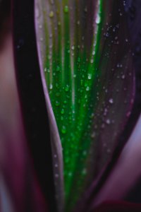Macro Photography Of Water Droplets On Purple And Green Leaf