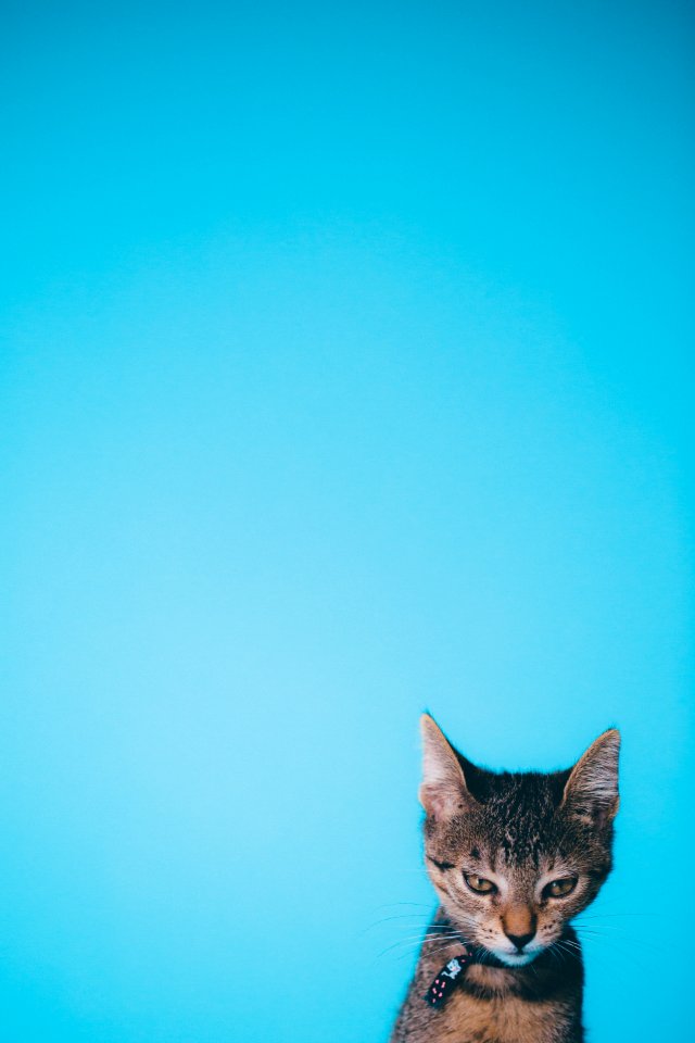 Brown Tabby Kitten