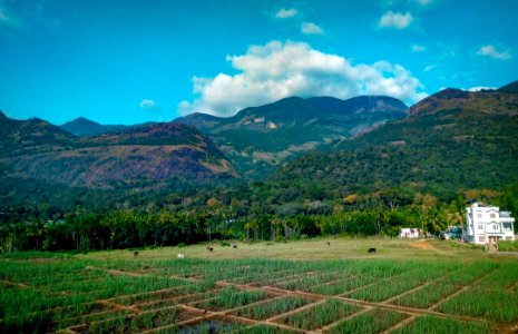 Rice Field Near Mountain At Daytime