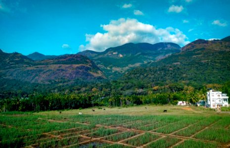 Rice Field Near Mountain At Daytime photo