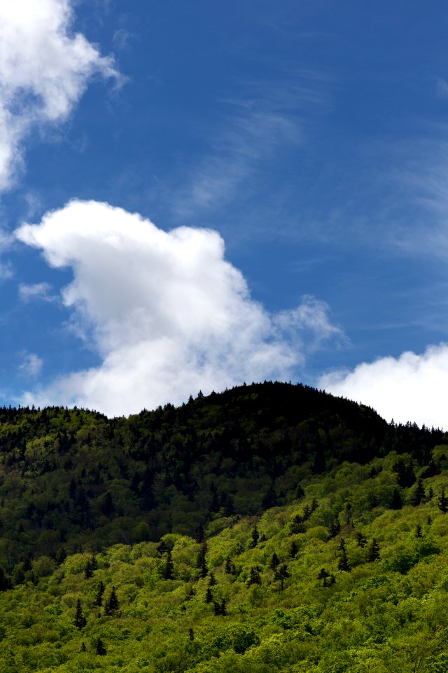 Landscape Photography Of Tree-covered Rock Formation