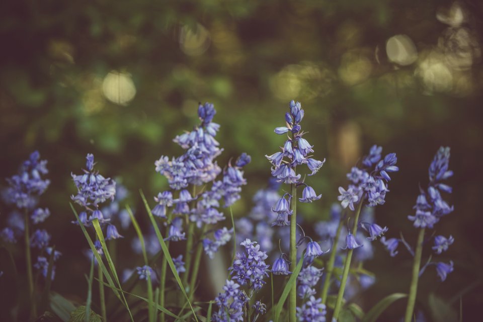 Selective Focus Photo Of Purple Bluebell Flower
