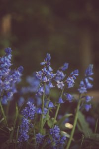 Selective Focus Photography Of Lavender Flowers photo