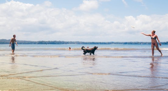 Short-coated Black Dog On Seashore photo