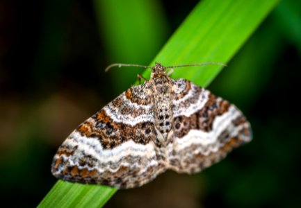 Selective Focus Photography Of Gray Brown And Black Striped Butterfly Perched On Green Leaf photo