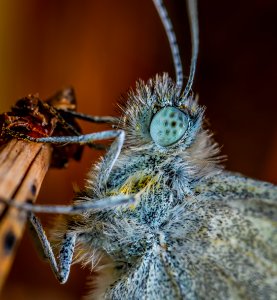 Gray Butterfly Macro Photography