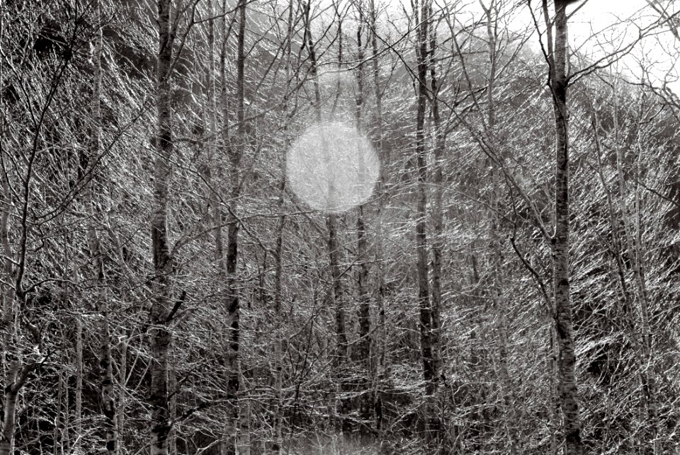 Grayscale Photo Of Bare Trees