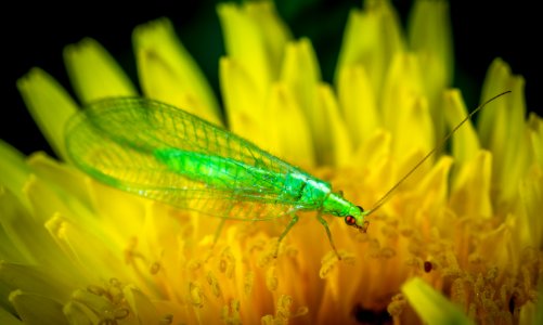 Green Dobsonfly Perched On Yellow Flower