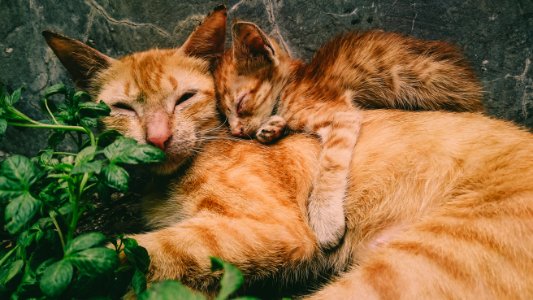 Orange Tabby Cat And Kitten photo