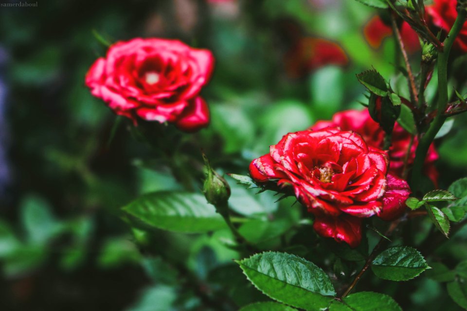 Selective Focus Photo Og Red Petaled Flowers