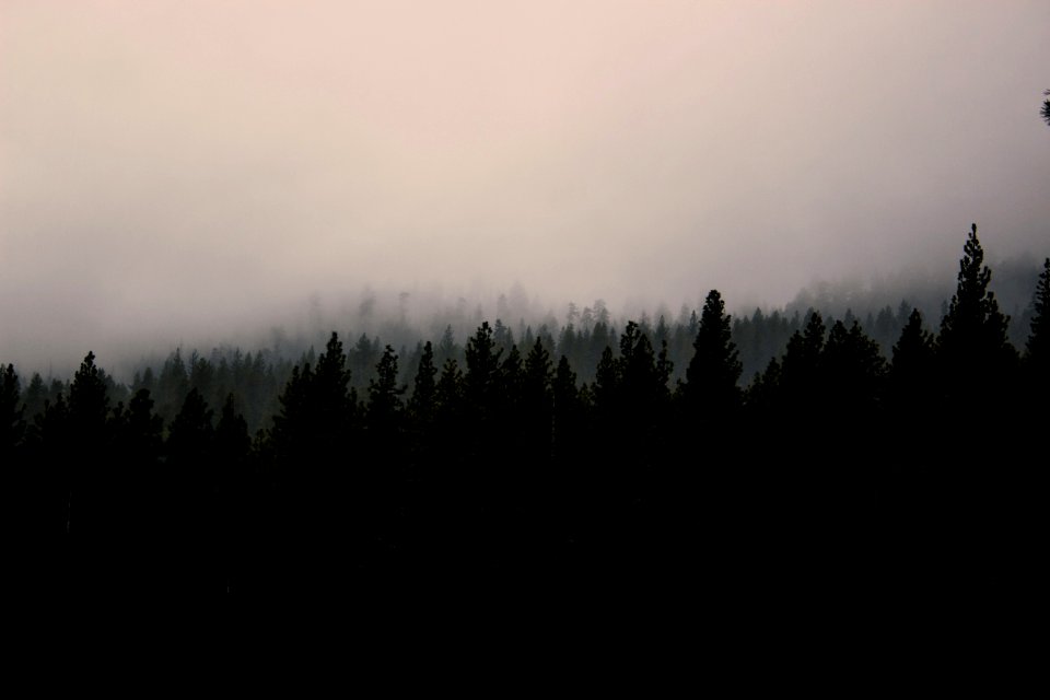 Photo Of Silhouette Of Trees
