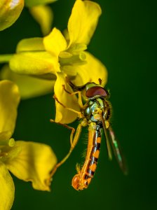 Selective Focus Photography Of Yellow Robber Fly Perched On Yellow Petaled Flower photo