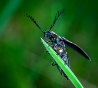 Selective Focus Photography Of Black Leaf-horned Beetle Perched On Green Leaf photo