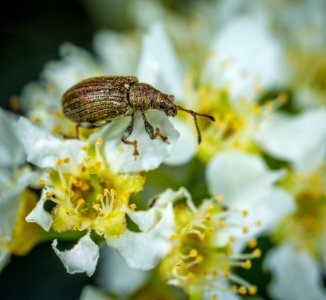 Brown Weevil Perched On White Flower