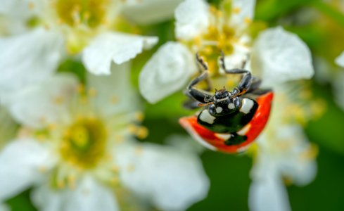 Selective Focus Photography Of Ladybug Perched On White Petaled Flower photo