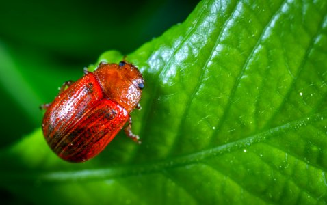 Selective Focus Photography Of Red Beetle Perched On Green Leaf Plant photo