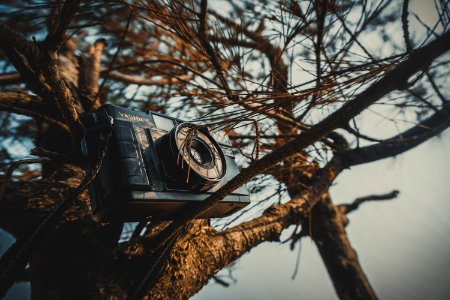 Black Mirroless Camera On Tree
