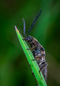 Selective Focus Photography Of Black Leaf-horned Beetle Perched On Green Leaf photo