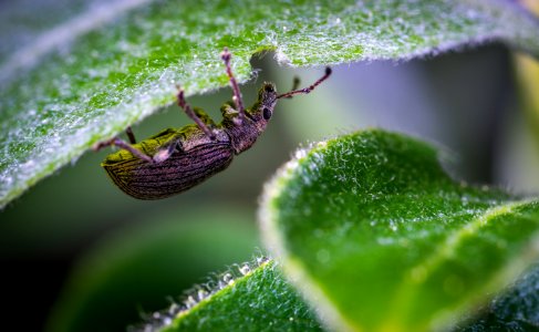 Selective Focus Photography Of Black Zophobas Morio Beetle Perched Under Green Leaf