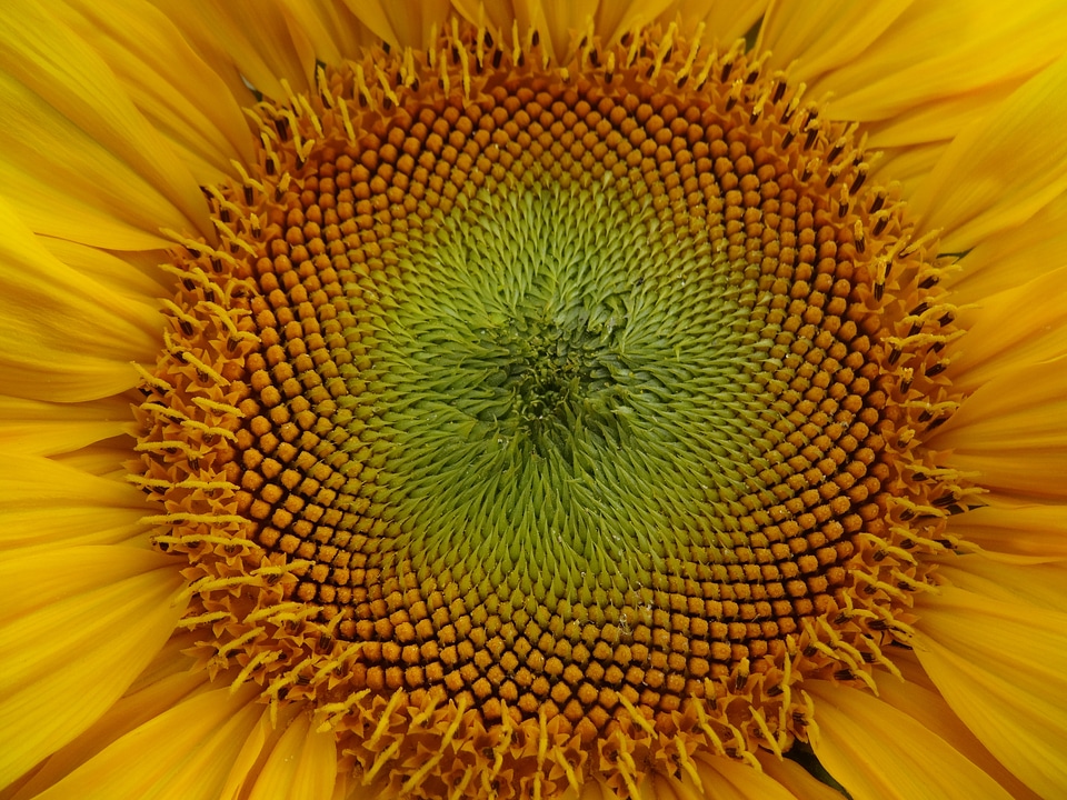 Sunflower seeds helianthus yellow