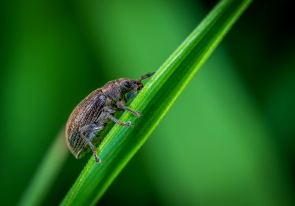 Macro Photo Of Brown Weevil Perched On Green Leaf photo